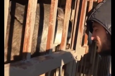 Szybko pożałował swojej zabawy z wilkiem. To był kiepski pomysł