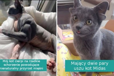 17 zdjęć zwierząt o niezwykłym wyglądzie, które wygrały genetyczną loterię