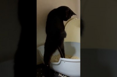 Codzienna porcja ciekawych i zabawnych filmików #515