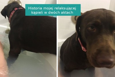 16 zabawnych zwierzaków, które nie znają pojęcia przestrzeni osobistej