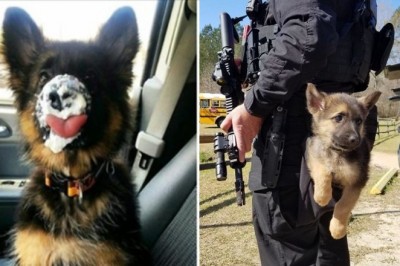 20 malutkich owczarków niemieckich, które skradną serce każdego