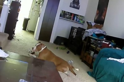 Pies przegryzł baterię i o mało nie spalił domu