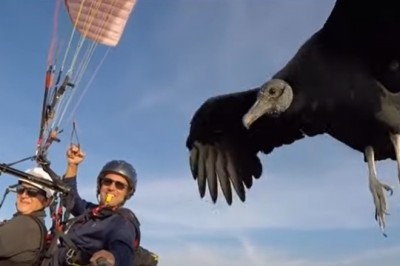 Codzienna porcja ciekawych i zabawnych filmików #526