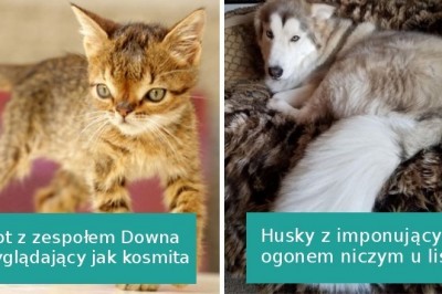 16 zwierzaków, które są bardziej urocze dzięki swoim wadom genetycznym