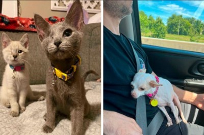 16 uroczych zwierząt, które odnalazły szczęście dzięki adopcji