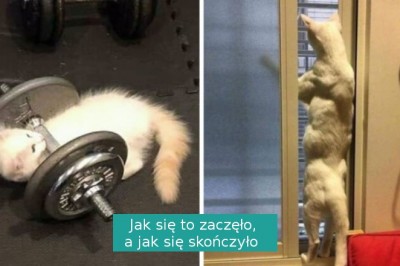 20 zdjęć kotów udowadniających, że te zwierzęta ciągle potrafią nas zaskoczyć