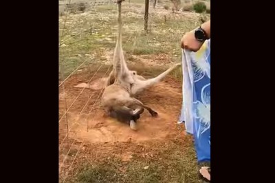 Ratowanie kangura, który zaplątał się w drut kolczasty 