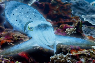 Codzienna porcja ciekawych i zabawnych filmików #554