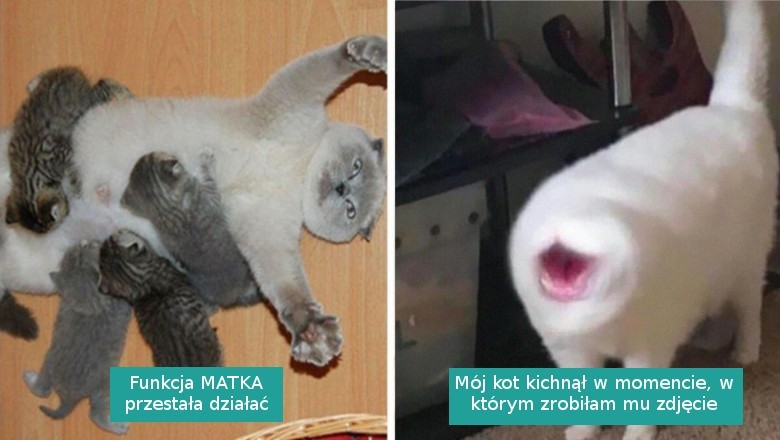 20 zabawnych zdjęć kotów, których właściciele wykryli u nich poważną usterkę