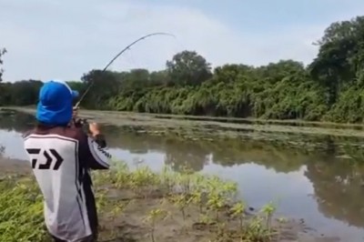Kiedy ciągniesz dużą rybę, ale coś ma na nią większą ochotę 