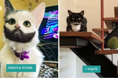 Te zwierzaki trafiły 10 w loterii genowej . Ich wygląd jest zwyczajnie idealny