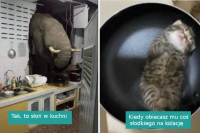 20 zwierzaków przyłapanych w miejscach, w których nie powinno ich być