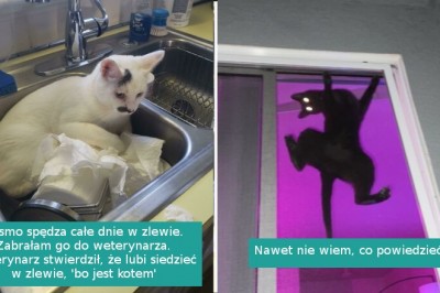 16 niepokornych kotów, które dostarczają swoim właścicielom mnóstwo rozrywki