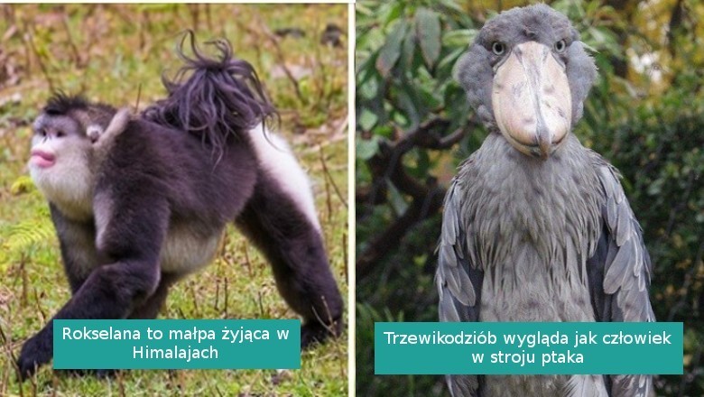 20 zwierzaków, które natura projektowała w pośpiechu i postanowiła nas zaskoczyć