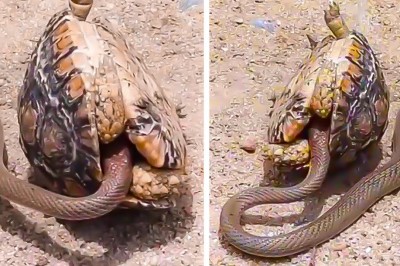 Codzienna porcja ciekawych i zabawnych filmików #569