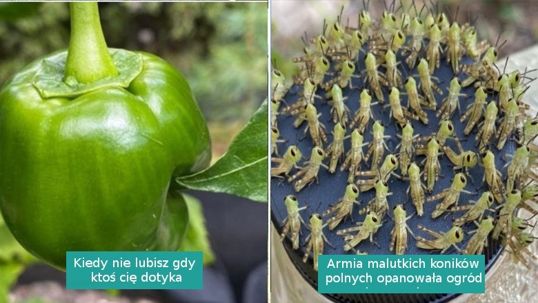 Galeria zdjęć pokazująca, że natura ma sporo asów w rękawie i potrafi zaskoczyć