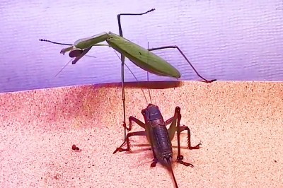 Codzienna porcja ciekawych i zabawnych filmików #576