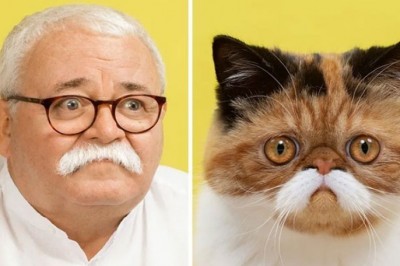 Fotograf robi zdjęcia kotom i ich ludzkim sobowtórom. Efekty mogą zaskoczyć
