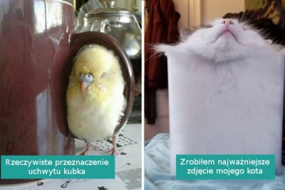 18 zwierzaków, które potrafią wcisnąć się w każde miejsce