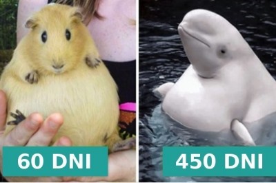 Zobacz jak długo trwa ciąża u 16 różnych  gatunków zwierząt