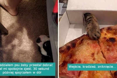 16 bezwstydnych zwierzaków, które w ogóle nie dbają o zasady swoich właścicieli