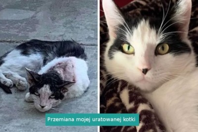 16 zdjęć pokazujących jak troska i miłość zmieniają adoptowane koty