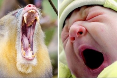 Nie dasz rady obejrzeć tych 17 zdjęć bez ziewnięcia chociaż raz. Sprawdź sam