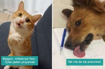 19 zwierzaków, które po prostu nie umieją zachowywać się normalnie