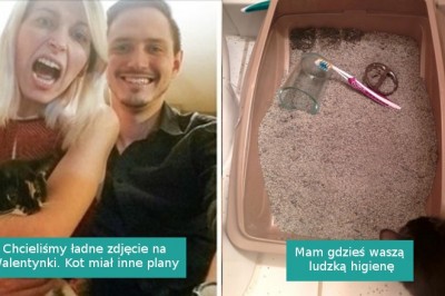 18 właścicieli kotów, którzy na własnej skórze poznali prawdziwą naturę pupili