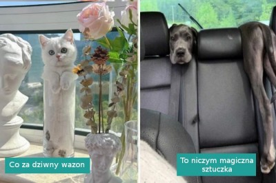 18 uroczych zwierzaków, które wpasują się dosłownie wszędzie 