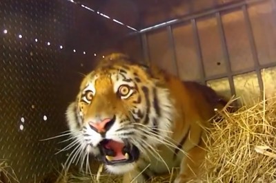 Codzienna porcja ciekawych i zabawnych filmików #594