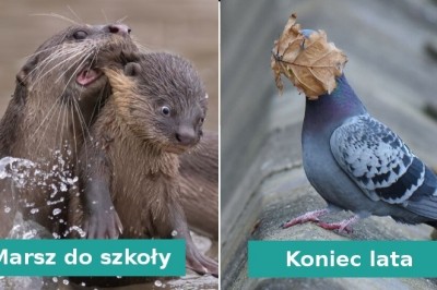 20 zabawnych zdjęć dzikich zwierząt zrobionych w idealnym momencie