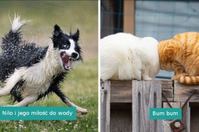 Zobacz najlepsze zdjęcia zwierzaków w konkursie  Comedy Pet Photo Awards