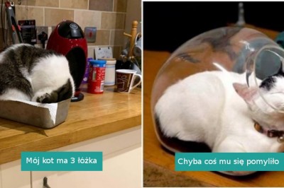 18 zabawnych przykładów pokazujących, że kotom wszędzie może być wygodnie