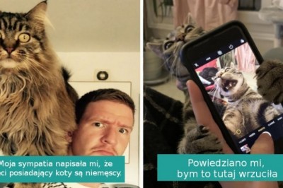 20 najzabawniejszych zdjęć kotów wrzuconych przez właścicieli do Internetu