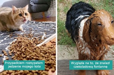 18 „futrzanych wypadków”, które skłoniły właścicieli do chwycenia za aparat