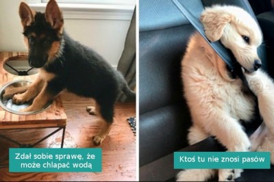 18 najsłodszych piesków na poprawę nastroju. Ich właściciele to szczęściarze