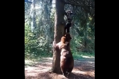 Kiedy chcesz pobawić się w berka z ogromnym niedźwiedziem 