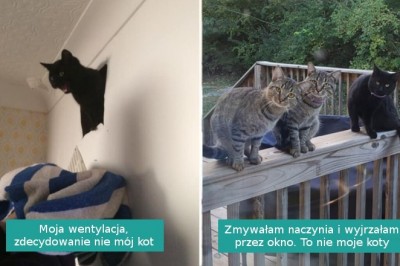 16 zaskoczonych osób, które zastały u siebie niespodziewanych kocich gości