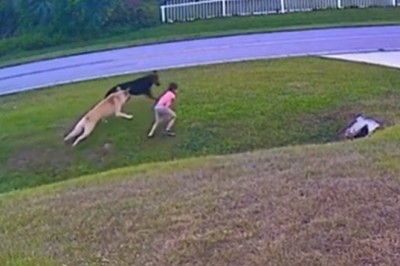 Dzielny pies broni dziecko przed atakiem innego psa