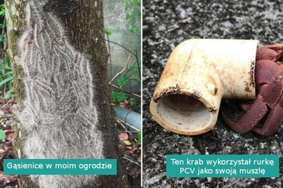 18 zdjęć pokazujących mniej piękne ale fascynujące oblicze natury 