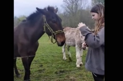 Nawet osioł miał bekę, czyli pies kontra pastuch