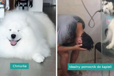 „Co to jest za pies”: 17 zabawnych zdjęć psów, które poprawią ci nastrój