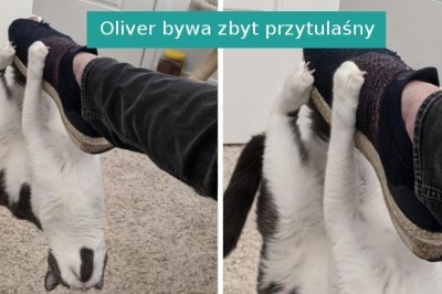 20 sytuacji, w których  zwierzaki rozbawiły swoich właścicieli do łez