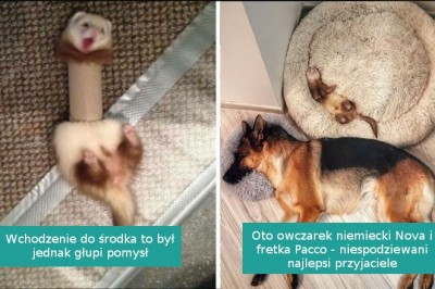 18 zdjęć pokazujących zabawną i uroczą naturę fretek żyjących z ludźmi