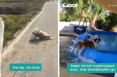 17 niesfornych psów uchwyconych na zdjęciach w „lekko krępujących” momentach