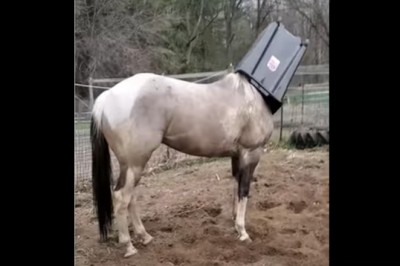 Kiedy nie możesz zostawić swojego konia samego nawet na dwie sekundy