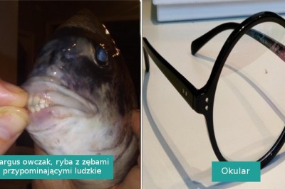 15 szczęściarzy, którzy natknęli się na rzeczy których nie widujemy na co dzień