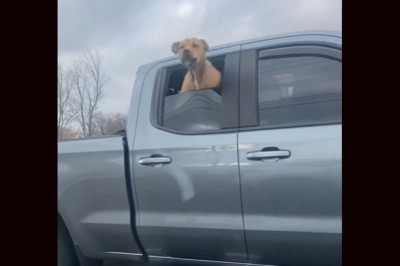 Kiedy twój pies wszczyna zadymę w czasie jazdy