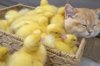 Codzienna porcja ciekawych i zabawnych filmików #626